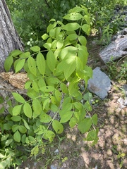 Fraxinus nigra image