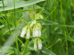 Symphytum tuberosum