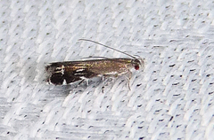 Anacampsis levipedella