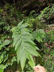 Polygonatum cyrtonema