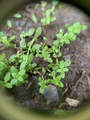 Callitriche terrestris