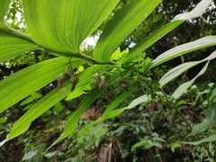 Polygonatum cyrtonema