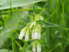 Symphytum tuberosum