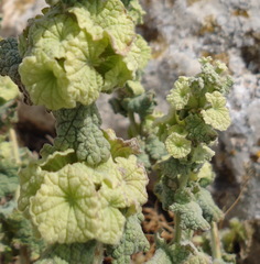 Pseudodictamnus undulatus