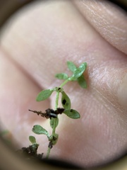 Callitriche terrestris