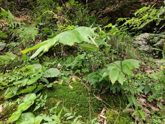 Polygonatum cyrtonema