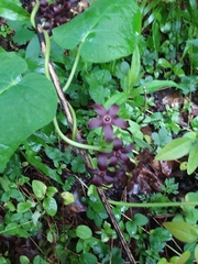 Matelea carolinensis