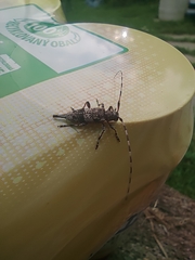 Acanthocinus griseus