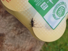 Acanthocinus griseus