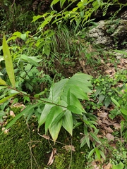 Polygonatum cyrtonema