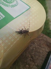 Acanthocinus griseus