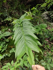 Polygonatum cyrtonema