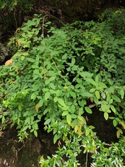 Lespedeza buergeri