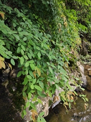 Lespedeza buergeri
