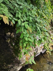 Lespedeza buergeri