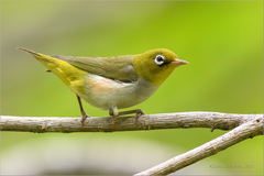 Zosterops erythropleurus