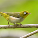 Chestnut-flanked White-Eye - Photo (c) Анна Голубева, some rights reserved (CC BY-NC-ND), uploaded by Анна Голубева