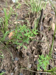 Paronychia fastigiata