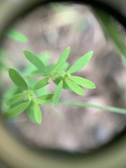 Paronychia fastigiata