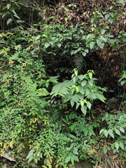 Polygonatum cyrtonema