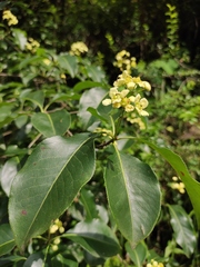 Euonymus carnosus