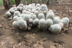 Mammillaria haageana meissneri
