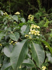 Euonymus carnosus