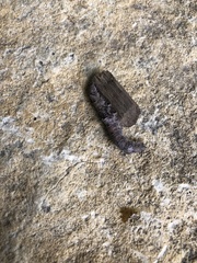 Lepidoptera