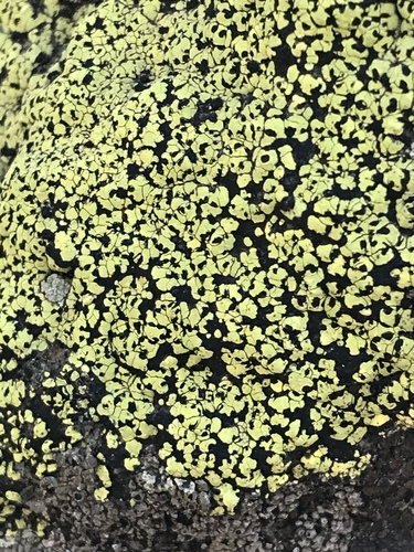 iNaturalist observation photo of yellow map lichen