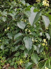 Euonymus carnosus