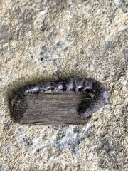 Lepidoptera