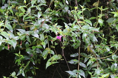 Cuphea cordata