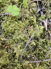 Hylocomium splendens image