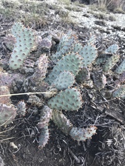 Opuntia basilaris brachyclada