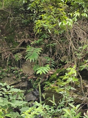 Polygonatum filipes
