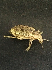 Ithycerus noveboracensis