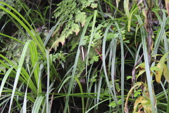 Oressinoma sorata