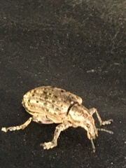 Ithycerus noveboracensis