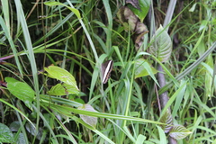 Oressinoma sorata
