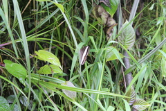 Oressinoma sorata