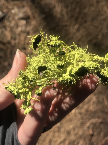 iNaturalist observation photo of Brown-eyed Wolf Lichen