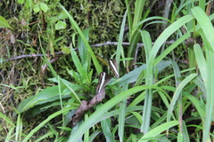 Oressinoma sorata