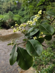 Euonymus carnosus