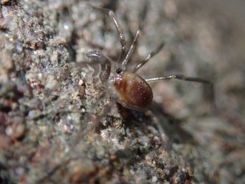 Sabacon viscayanus