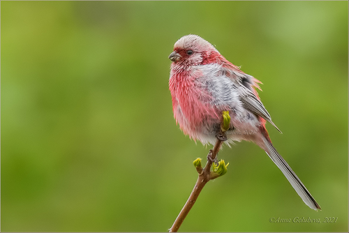 Long-tailed Rosefinch