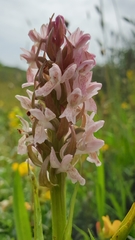 Dactylorhiza incarnata