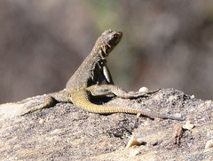 Oplurus quadrimaculatus