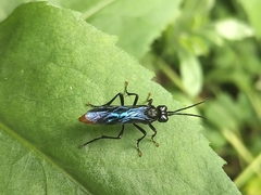 Lagium atroviolaceum