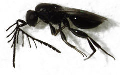 Dendrocerus
