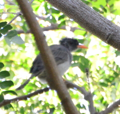 Hypsipetes madagascariensis